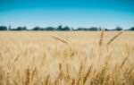 Top Six Crops In Pakistan Have Grown