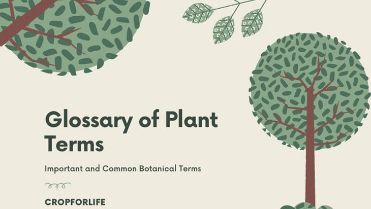 Plant Terms