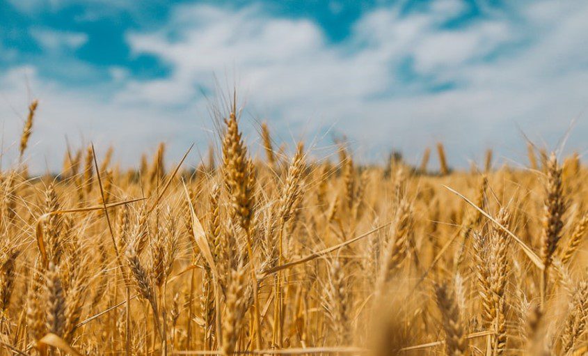 Wheat