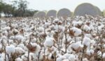 cotton