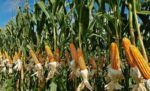 maize