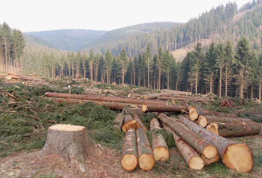 Deforestation