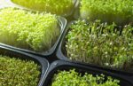 Microgreens as Functional Foods