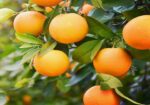 Increase In Orange Exports