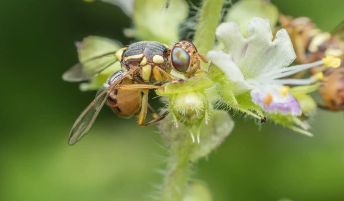 Management Of Peach Fruit Fly