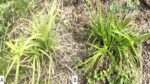Scientists Record Case Of Harmful Bacteria In Ubiquitous Weed
