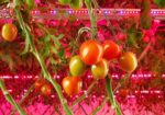 Re-Nuble, CruzFoam partner to upcycle seafood waste for indoor farms