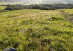 Preserving California’s State Grass How Grazing Supports Survival in a Changing Climate