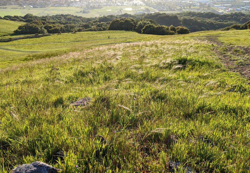 Preserving California’s State Grass How Grazing Supports Survival in a Changing Climate
