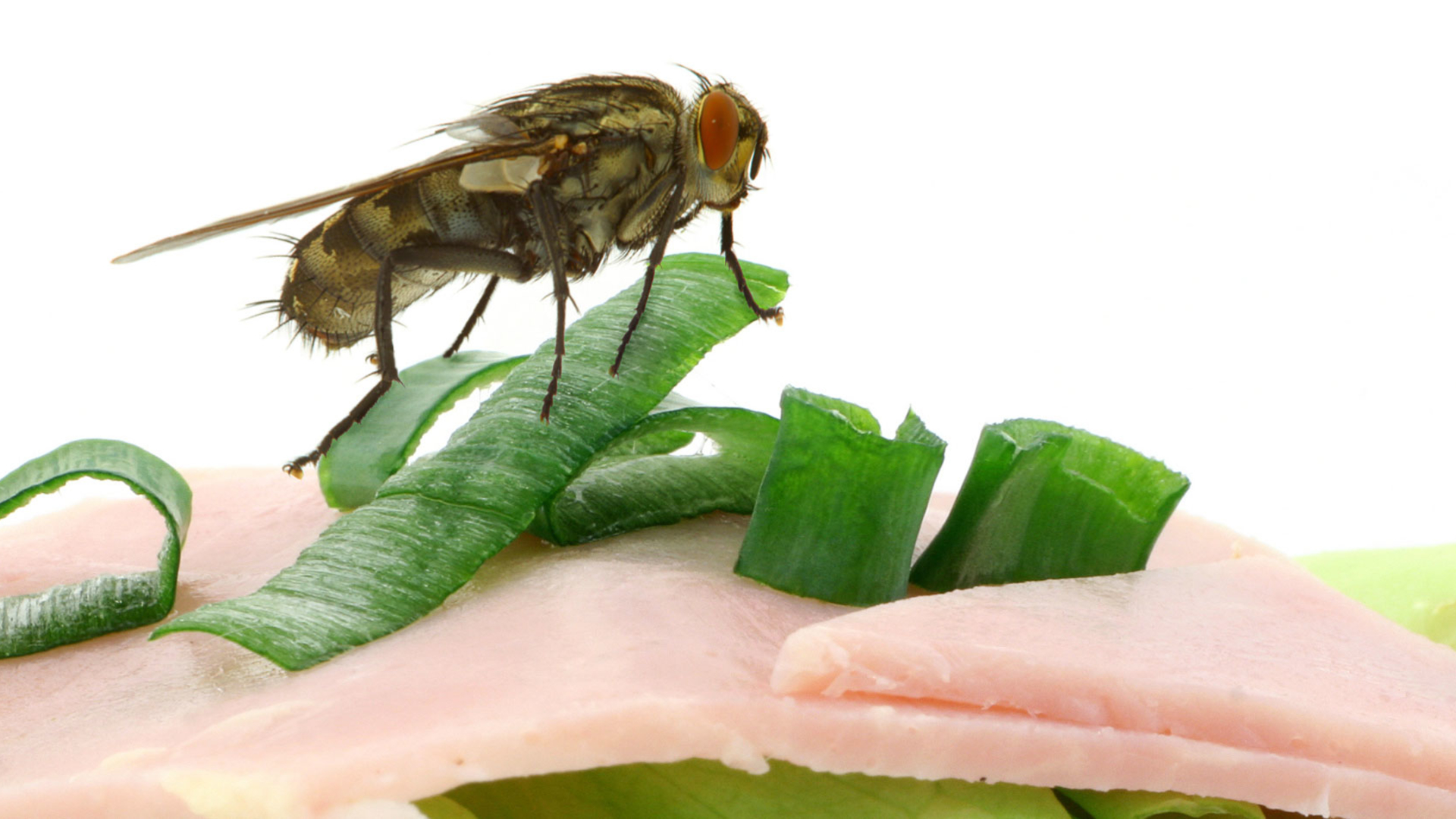 Synanthropic Flies Hidden Carriers of Disease and Their Role in Emerging Infections