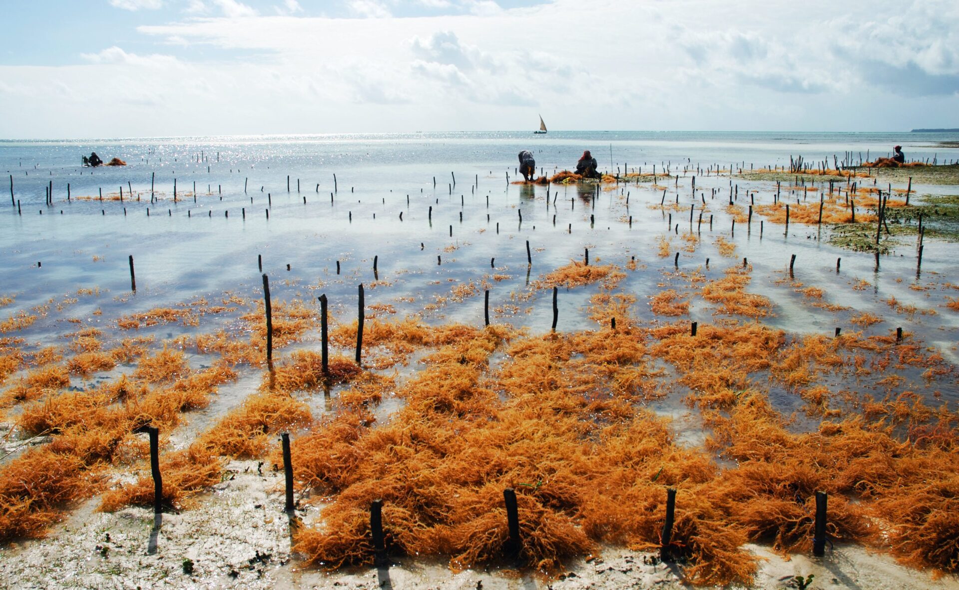 Marine Algal Farming Could Solve Global Food Shortages and Feed Billions