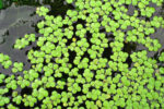 Science Behind Duckweed’s Biofuel Potential and Role in A Fossil-Free Future