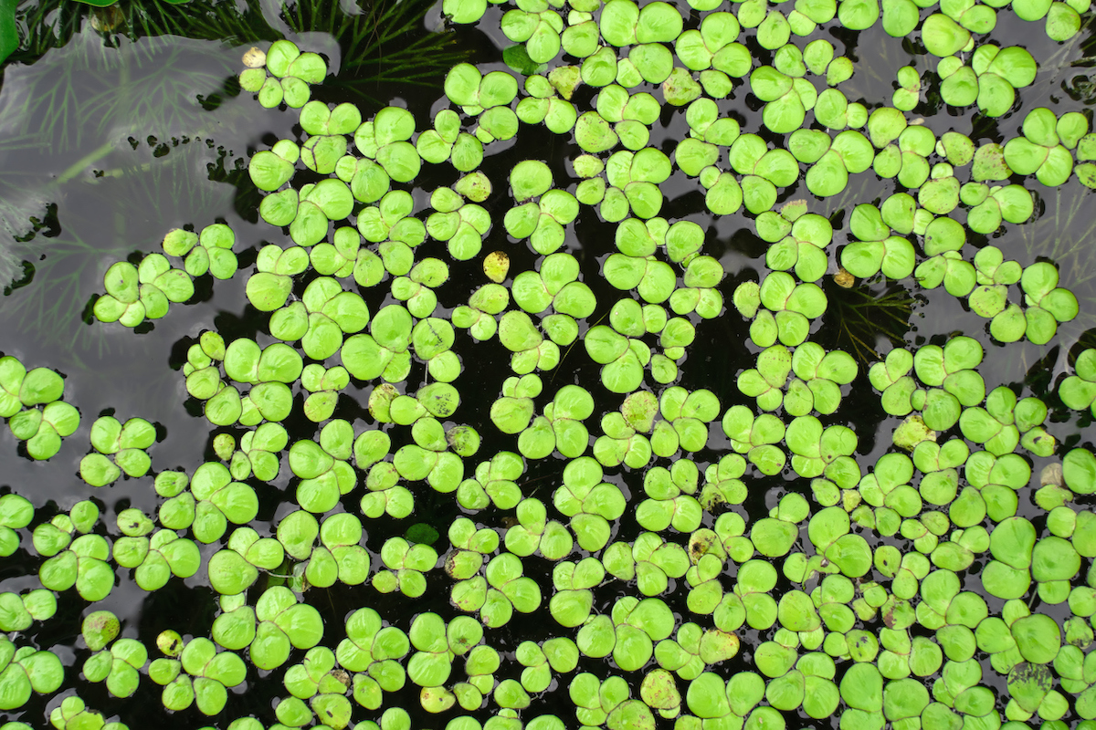 Science Behind Duckweed’s Biofuel Potential and Role in A Fossil-Free Future