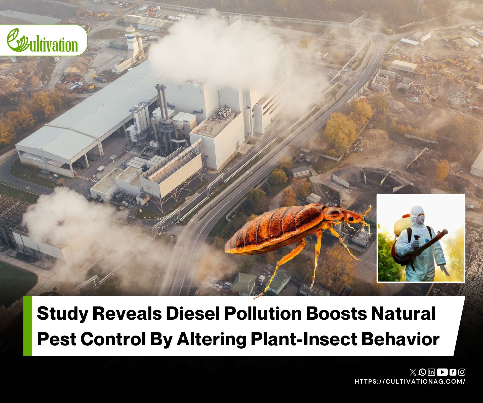 How Air Pollution Reshapes Pest Control And Role Of Beneficial Wasps