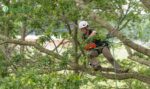Arboriculture
