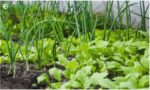 Companion Crops