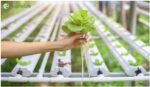 Hydroponics
