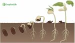 Seed