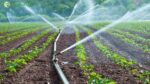 commercial farming