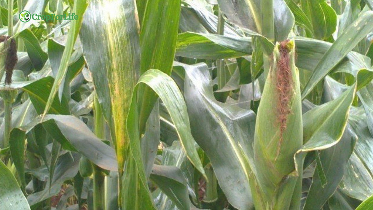 composite variety