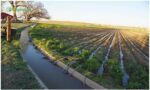 irrigation