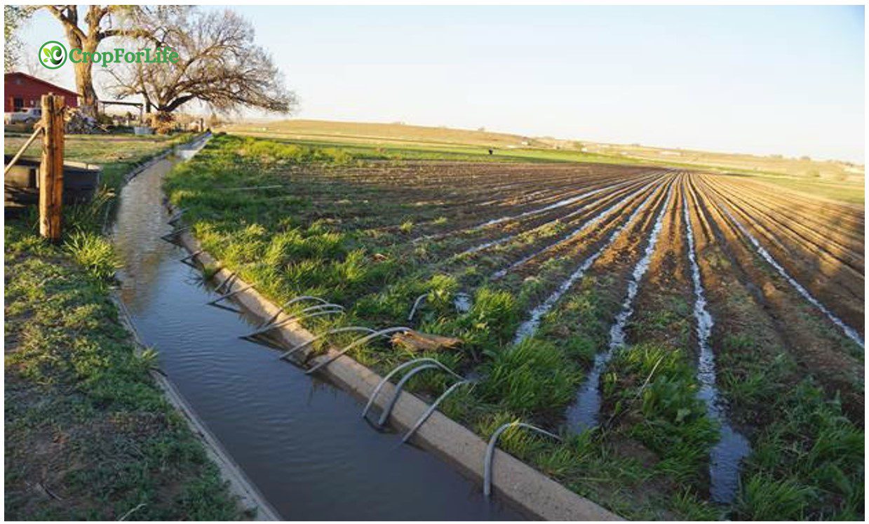 irrigation