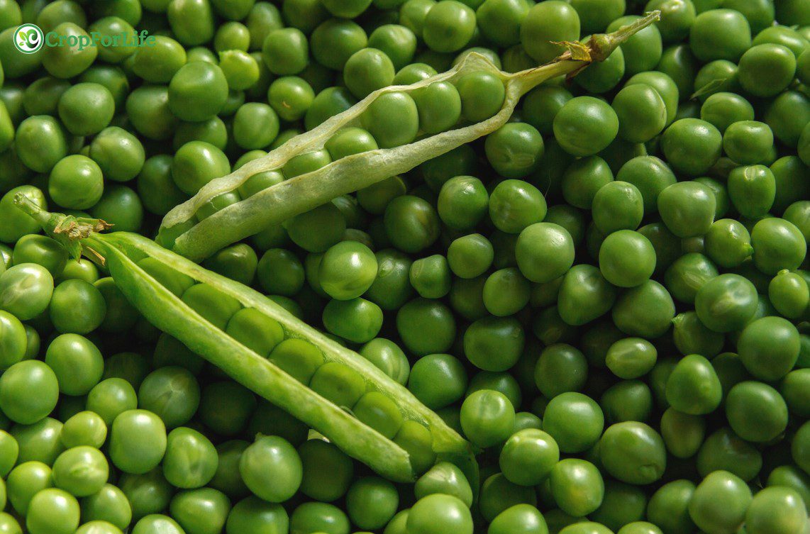 legumes