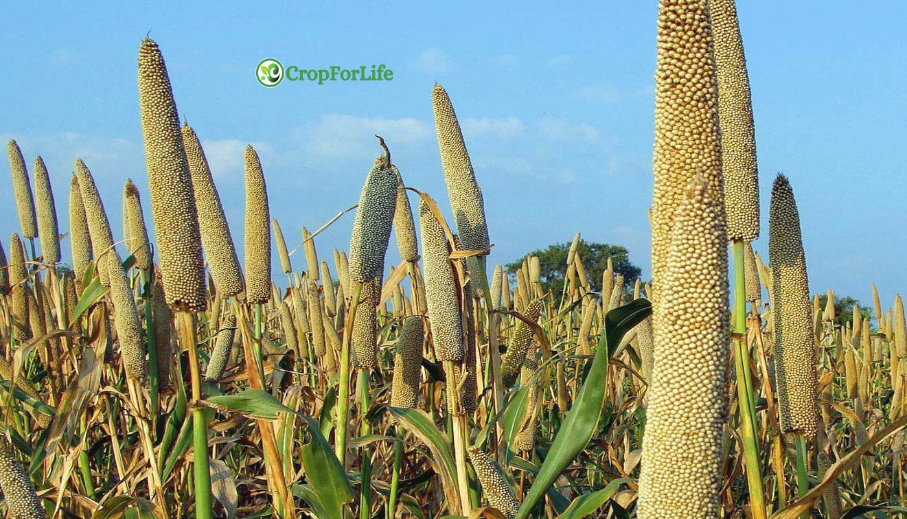 pearl millet