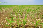 weathering important in agriculture