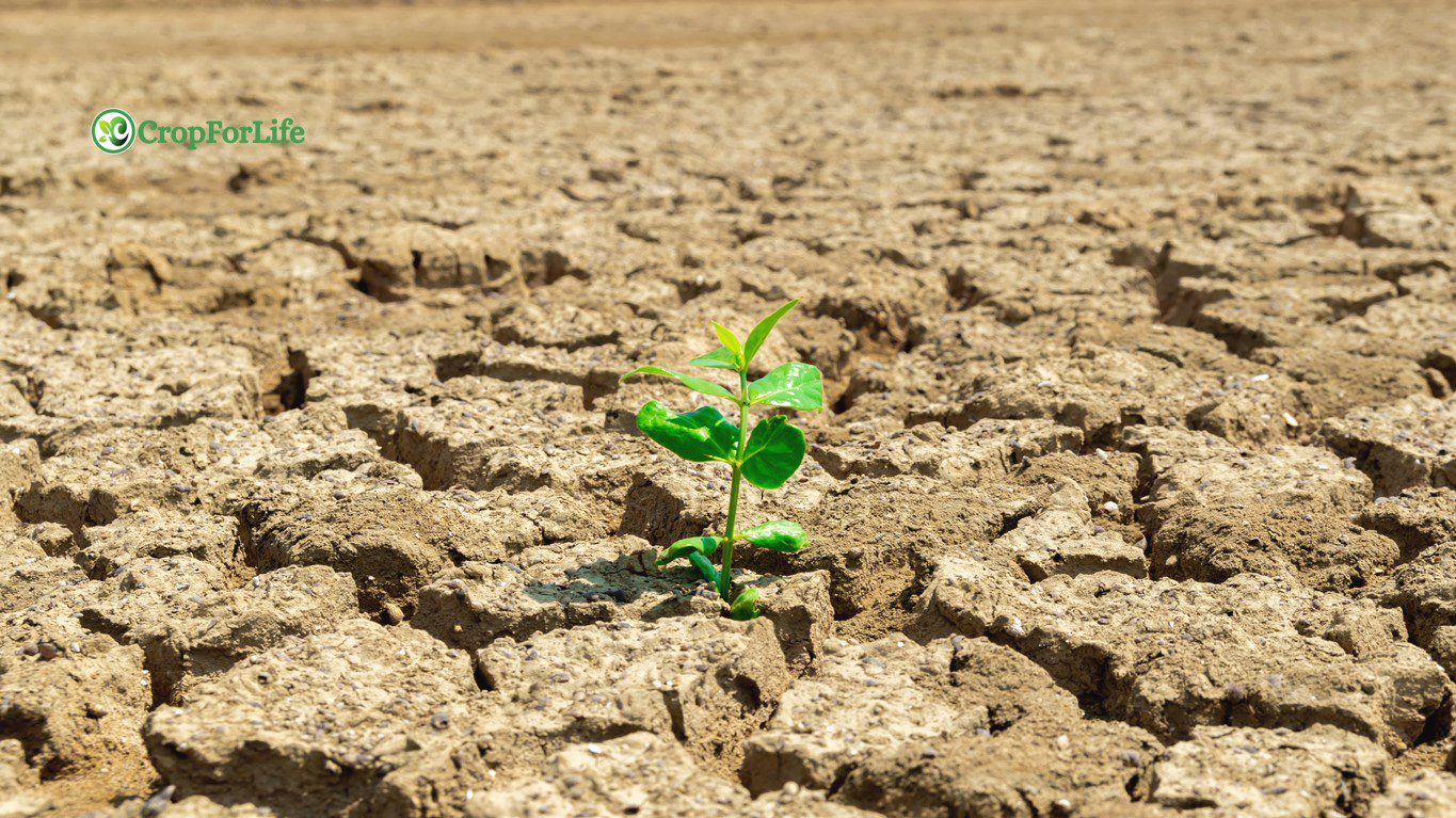 Abiotic Stress
