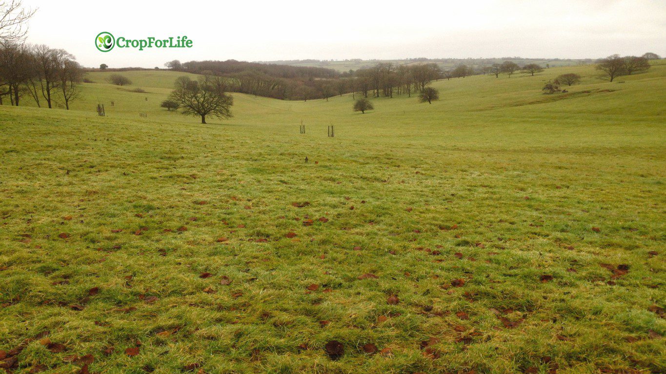 Acid Grassland