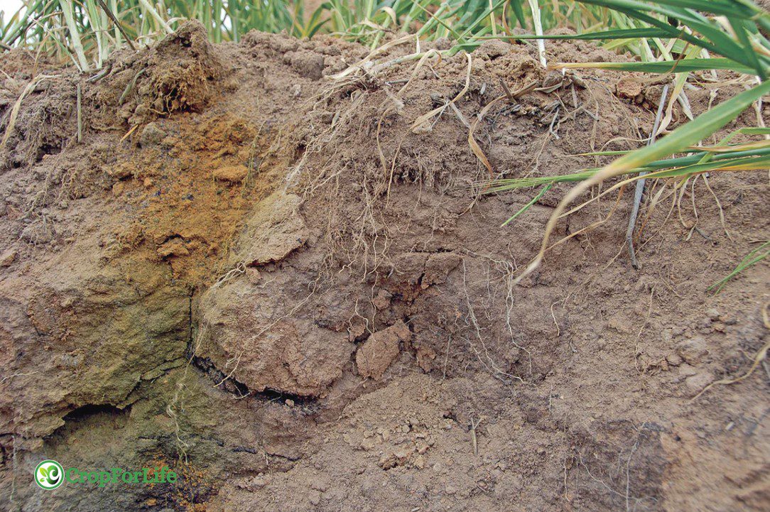 Acid Soil