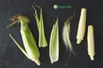 Corn Ears