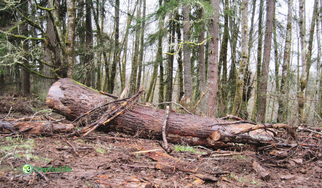 Dead Wood