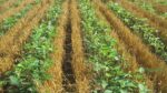 Double Cropping