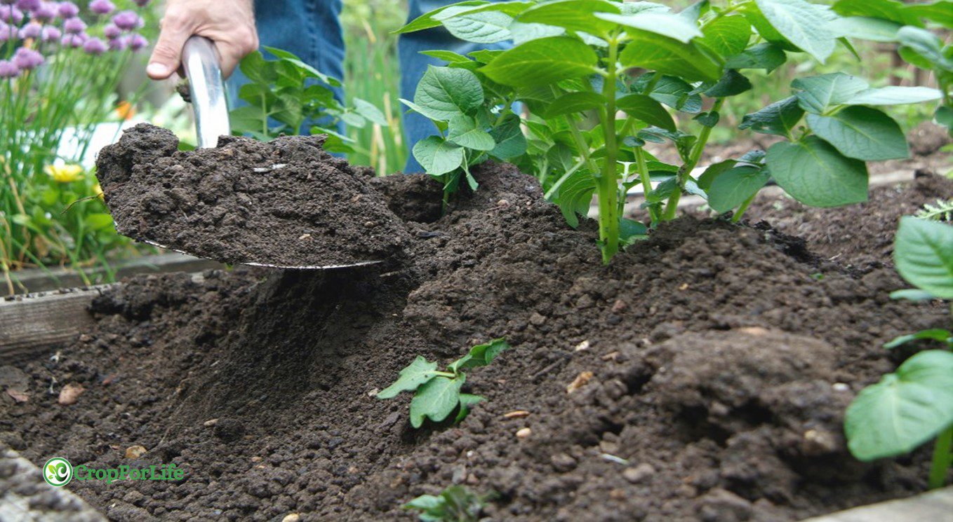 Earthing Up
