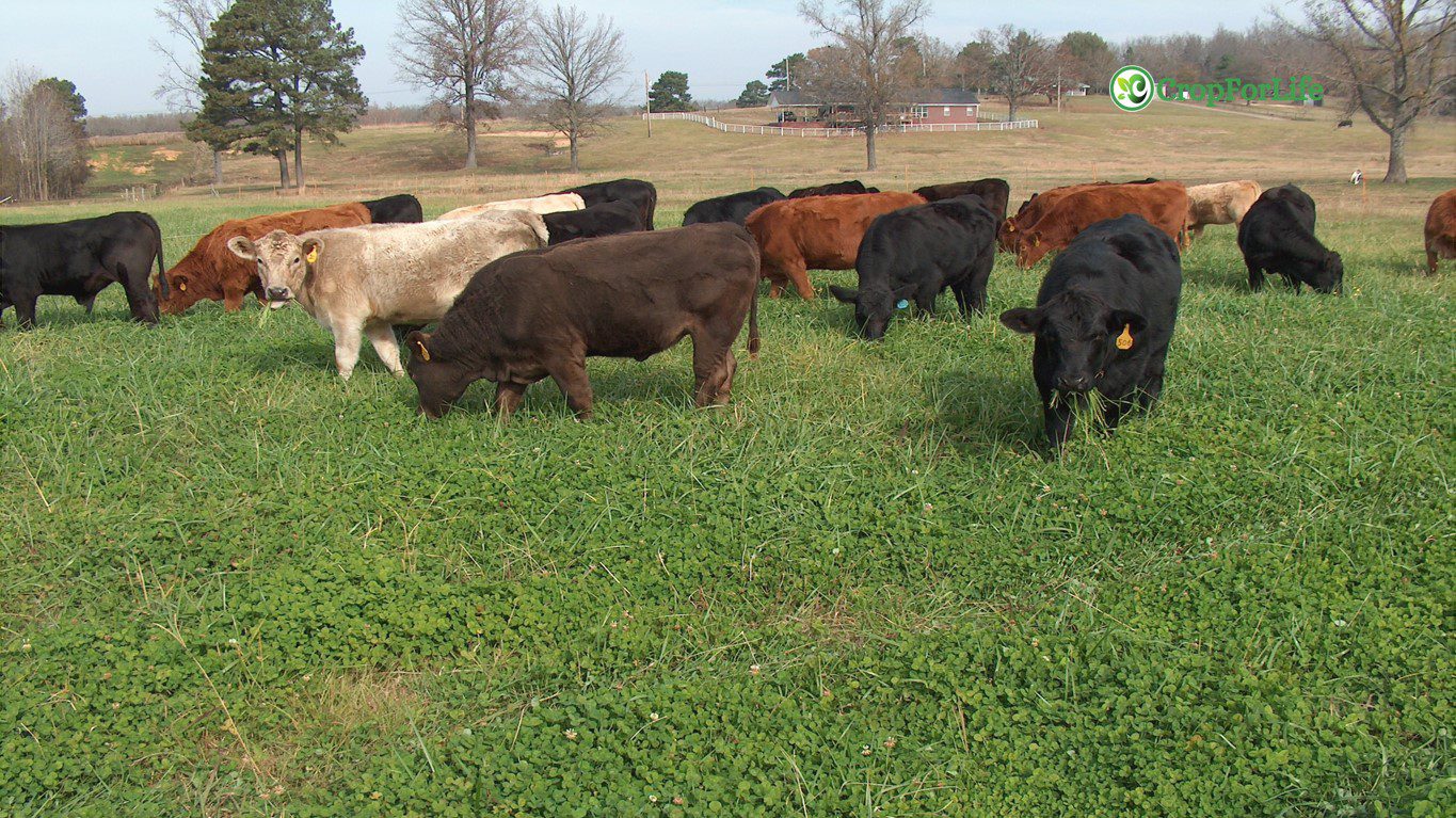 Forage