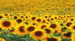 Helianthus annuus Common Sunflower Plant