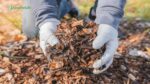 Organic Matter