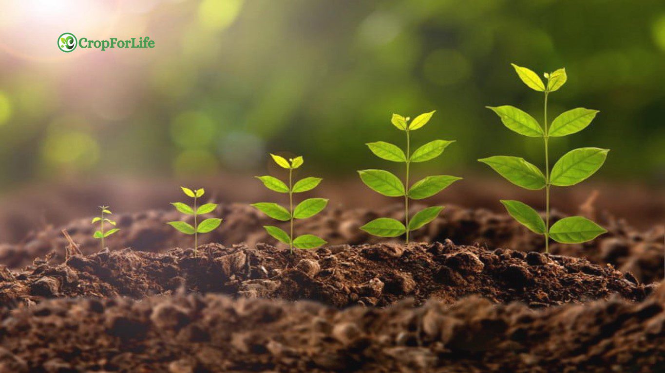 Plant Growth Regulators