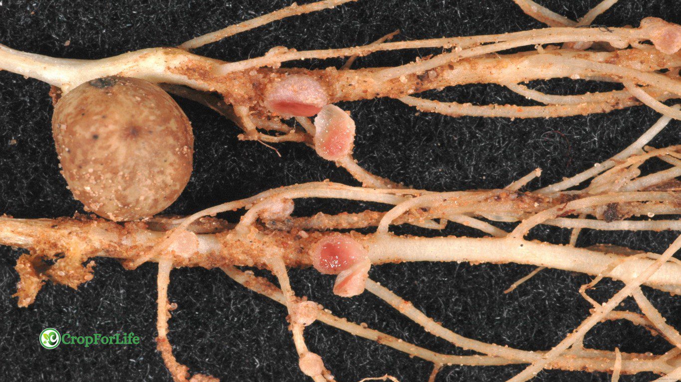 Rhizobium