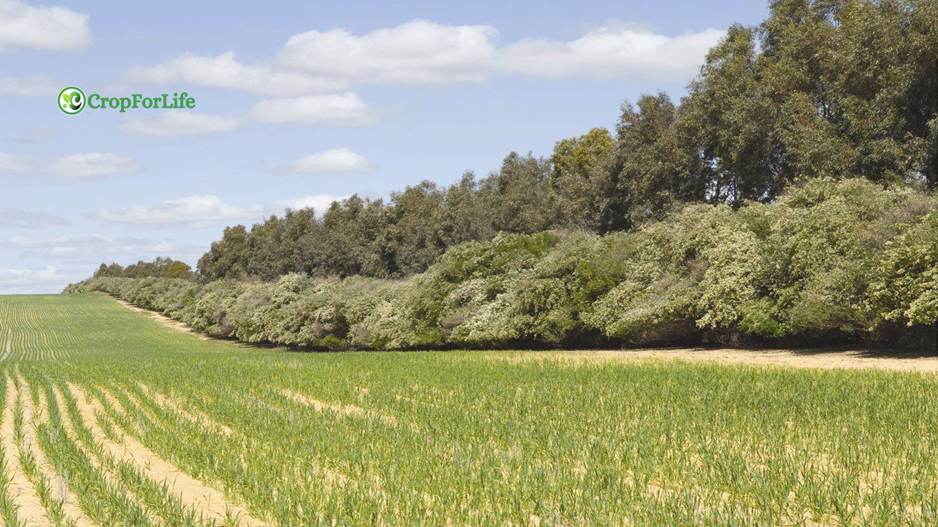 Windbreak