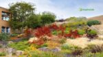Xeriscaping