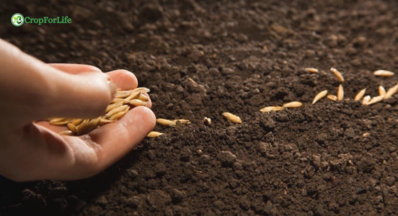 broadcasting in agriculture