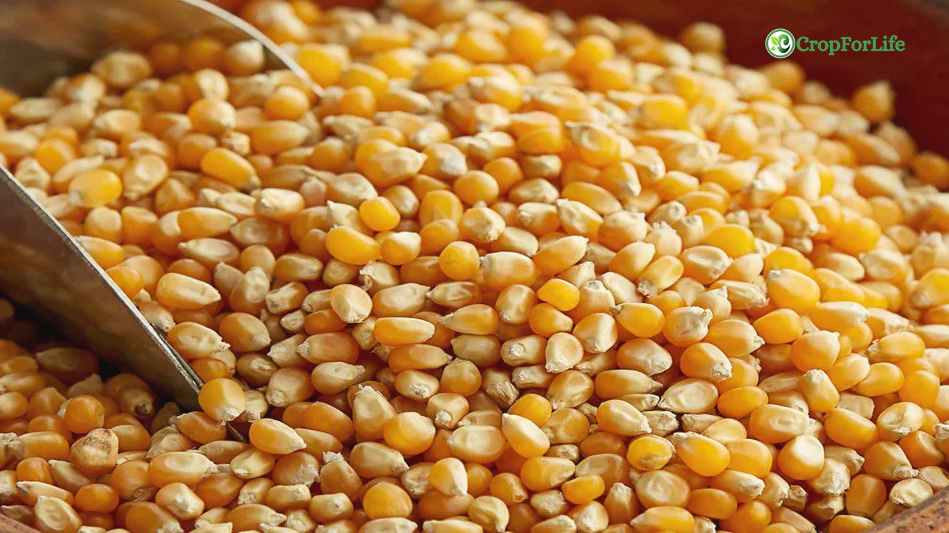 kernel