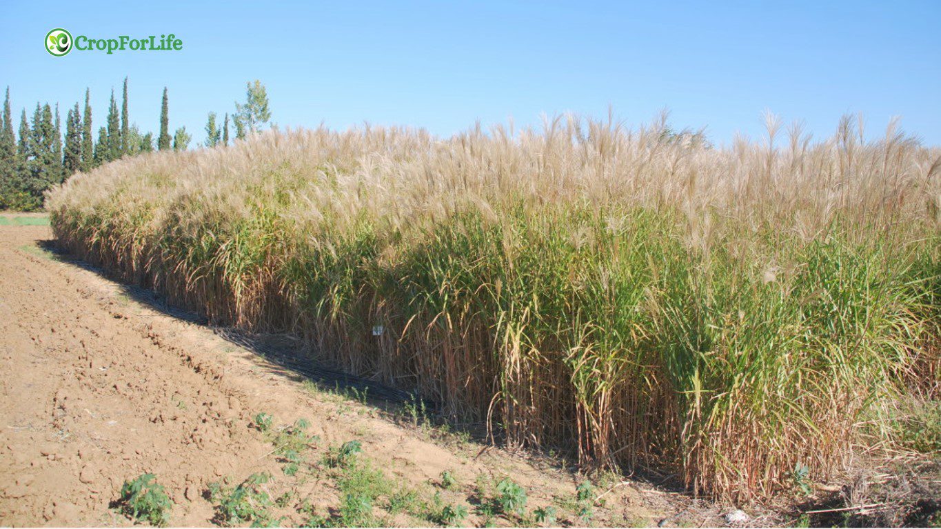 marginal land