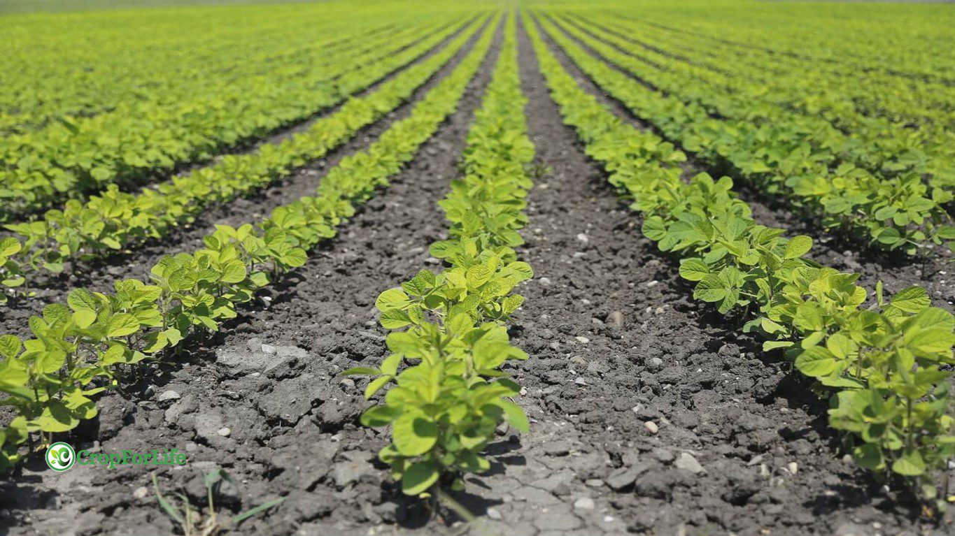 monoculture