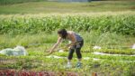 nutrient management plan