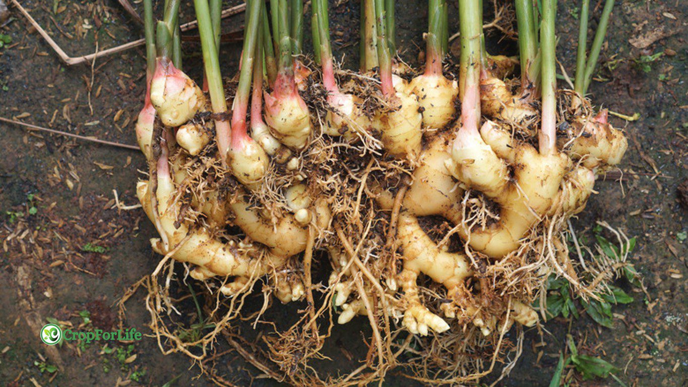 rhizome