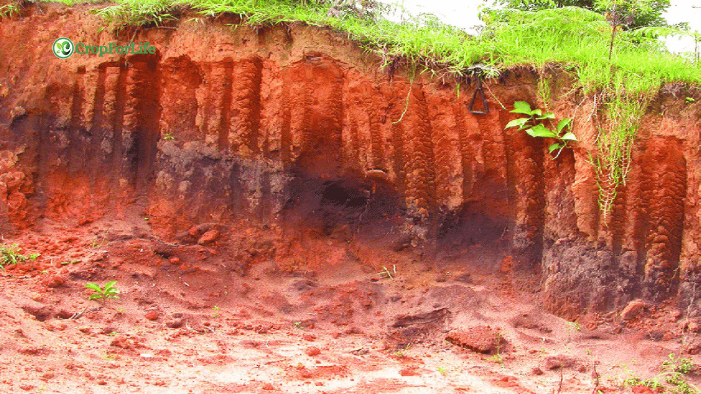 Colluvial Soil